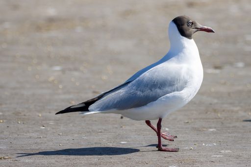 A beautiful Black-headed gull on the sandy beach on a sunny day in summer