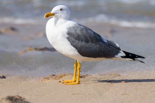 A beautiful seagull on the sandy beach on a sunny day in summer