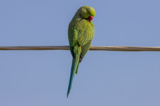 A closeup shot of a Rose-ringed parakeet standing on a wire against  a clear cloudless sky