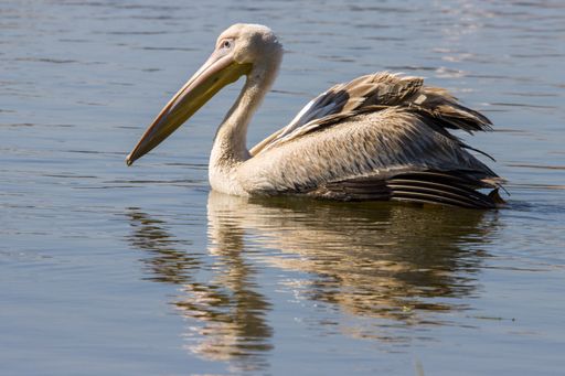 A closeup shot of a Pink-backed pelican (Pelecanus rufescens) floating on a body of water
