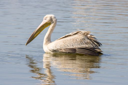A closeup shot of a Pink-backed pelican standing on a rock near a body of water