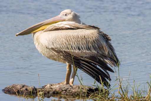 A closeup shot of a Pink-backed pelican standing on a rock near a body of water