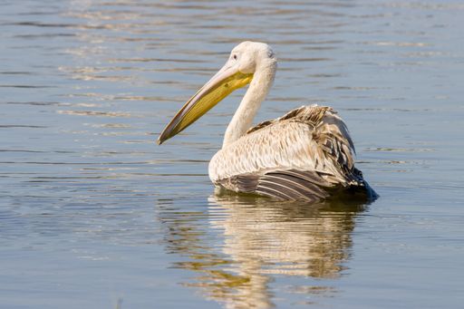 A Great white pelican floating in the lake on a sunny day in spring