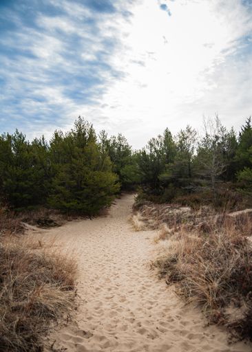 A vertical shot of a sandy path in the forest with dense fir trees