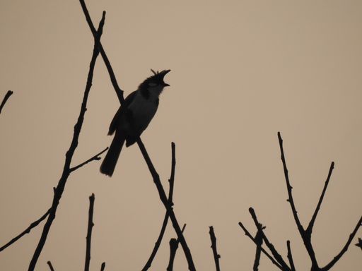 A closeup of a bird on the silhouette of a tree with the evening sky background