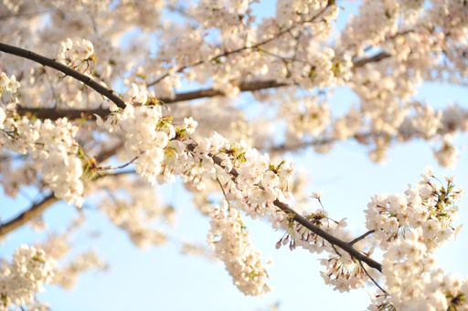 A closeup shot of beautiful cherry blossom branches