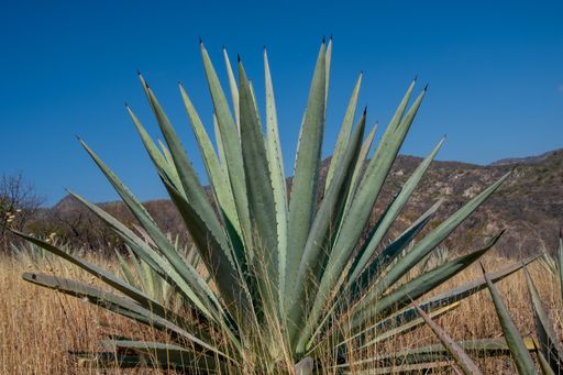 A large espadin "smallsword" (Agave angustifolia), the predominant agave in Oaxaca, Mexico, used for making mezcal.