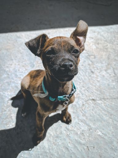Selective focus of a puppy looking at camera with a focus face  sitting out of home