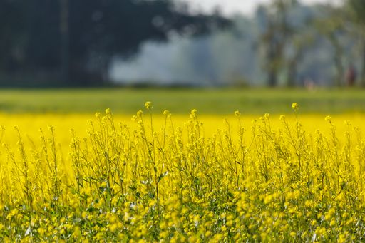 A scenic view of a Mustard field, perfect for wallpaper