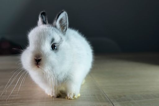 A closeup shot of a cute dutch dwarf rabbit on a wooden table