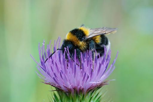 Closeup on a European small garden bumblebee, Bombus hortorum, drinking nectar form a purple thistle flower