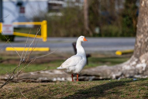 A white goose walking around a park near a road