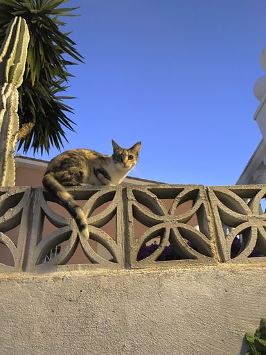 A vertical low angle shot of a cat sitting on a fence made of concrete during the daytime