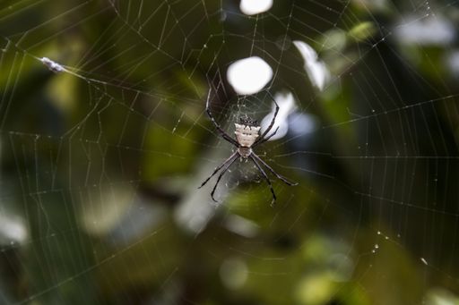 A macro shot of a nephila spider on a spider web with a green background