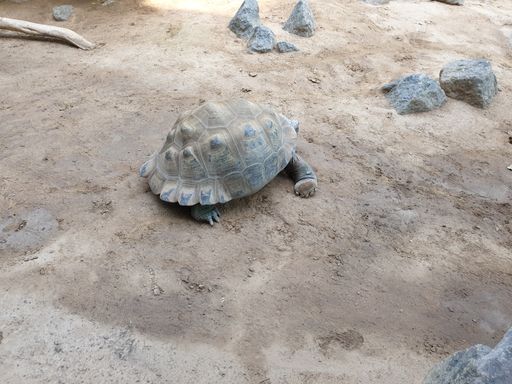 A closeup of a tiny turtle crawling on the sandy beach among rocks