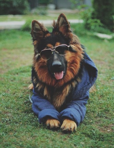 A vertical shot of a cool German shepherd dog with clothes and sunglasses