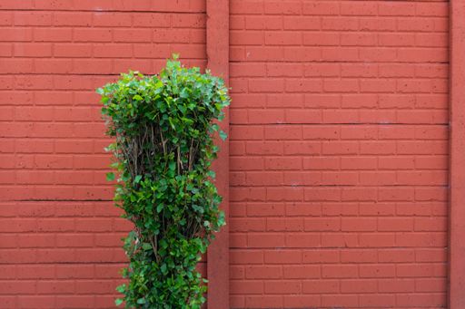 An ivy hedera in front of a red wall