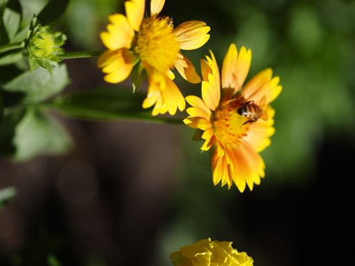 A closeup shot of a beautiful yellow flowers blossoming with bee on it in Munsinger garden with blurred background