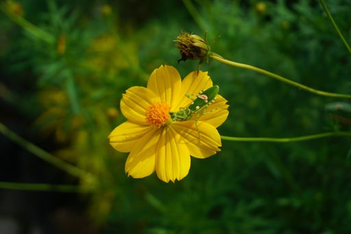 A selective focus shot of an exotic insect on a yellow flower captured in a beautiful garden