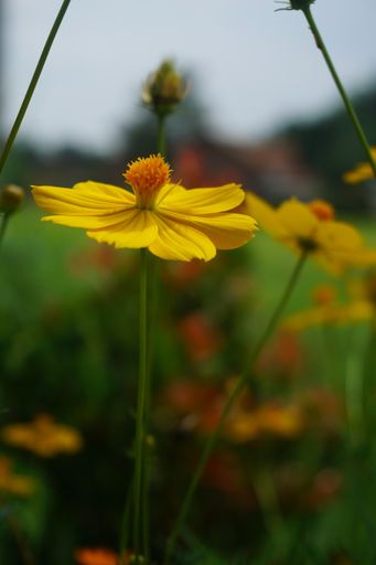 A vertical selective focus shot of an exotic yellow flower captured in a beautiful garden