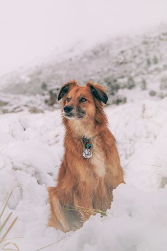 A Beautiful shot of a Basque Shepherd dog running on white snow ground on a winter day
