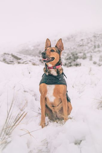 A beautiful shot of a German Shepherd dog sitting on white snow ground on a winter day