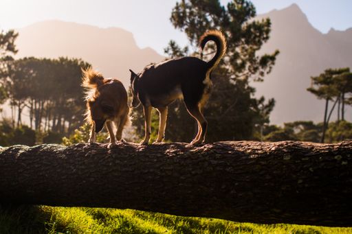 Two cute dogs walking on a fallen tree trunk in the park