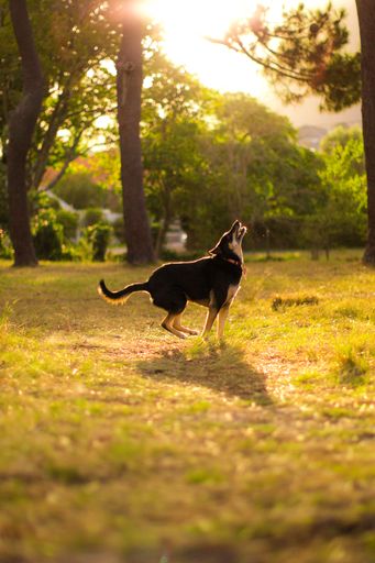 An East-European Shepherd with a collar howling in the field at sunset