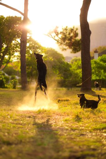 A dog captured during a high jump while playing with another dog in the field at sunset