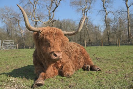 a closeup shot of scottish highland cow