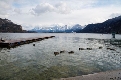 A group of ducks swimming near the dock in Wolfgangsee lake, Austria