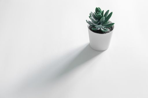 A small Echeveria plant in a white pot on a white surface