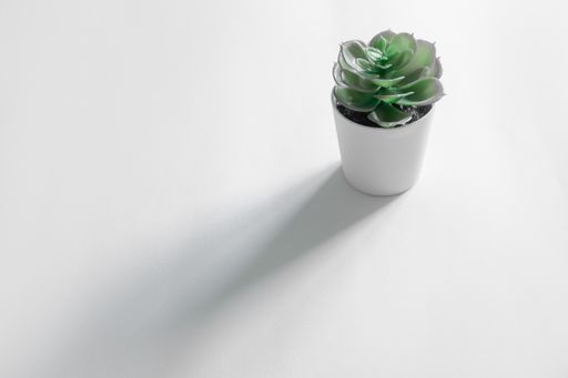 A small mexican snow ball (Echeveria elegans) plant in a white pot on a white surface