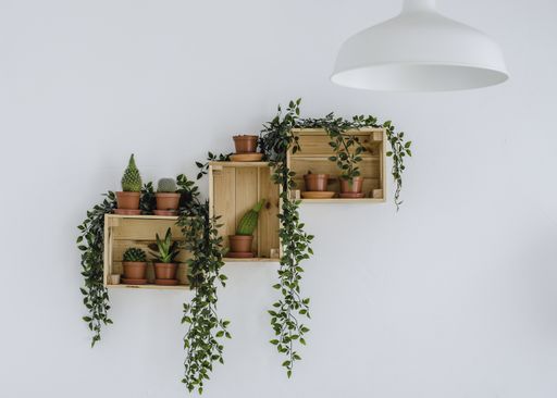 A landscape shots of decorative house plants in shelves on a white wall