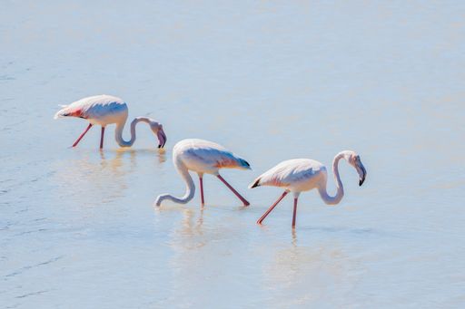 A group of beautiful flamingos drinking water from a lake on a sunny day in summer