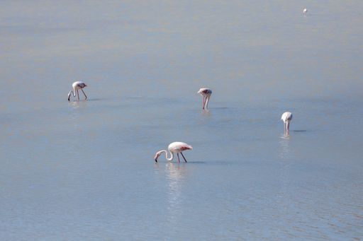 A group of beautiful flamingos drinking water from a lake on a sunny day in summer