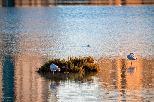 Two greater flamingos (Phoenicopterus roseus) standing on a body of water near the shore under the bright sunlight