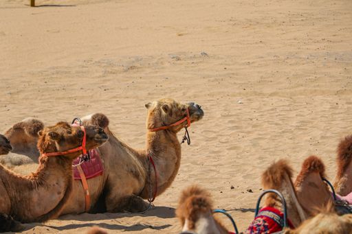 A herd of camels sitting on the sand in a desert
