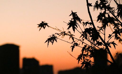 A silhouette shot of tree branches and leaves at sunset with buildings in the background