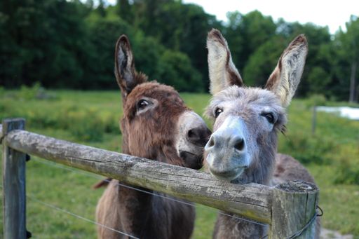 Two alert, silly donkeys at a fence, one looking straight at camera, the other giving a side eye at camera while seeming to whisper to the other.