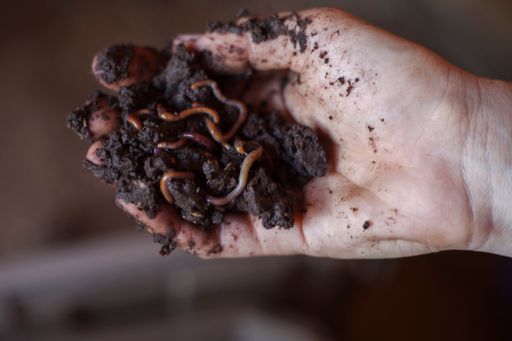 A child's hand holds dark, moist soil wiggling with worms. This is taken from a vermicompost, where worms till soil into worm casing, great for plants