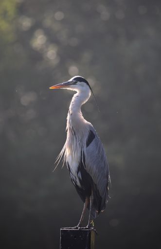A vertical closeup shot of a gray heron settled on the metal column on a blurry background