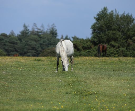 A beautiful white horse eating grass in a green field