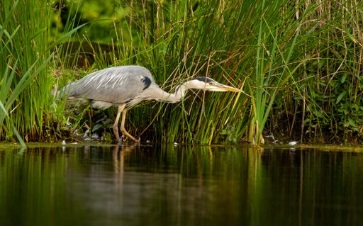 A closeup of a gray heron (Ardea cinerea) on a lake or pond shore near high grass looking beautiful
