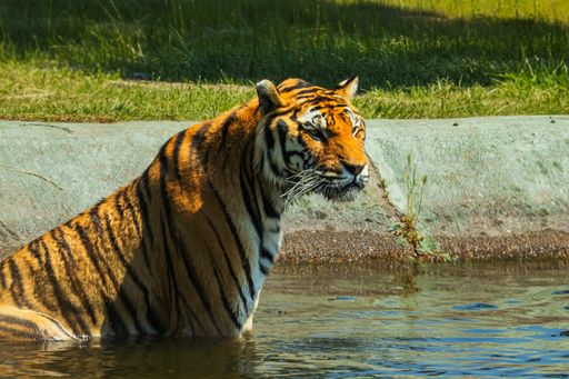 Tiger in zoologic park in Italy