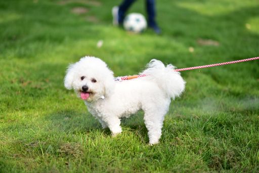 A closeup of a happy Bichon Frise with a leash walking in the park