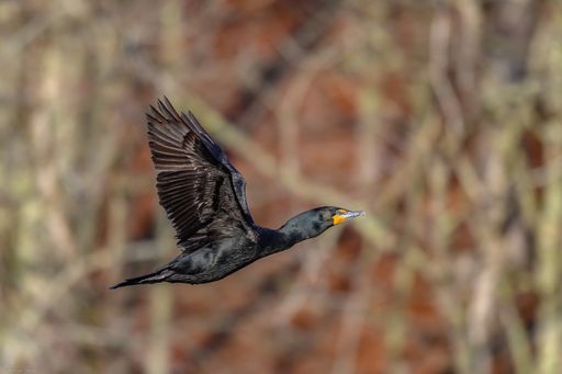 A closeup of a Double Crested Cormorant bird captured during mid-flight in early morning