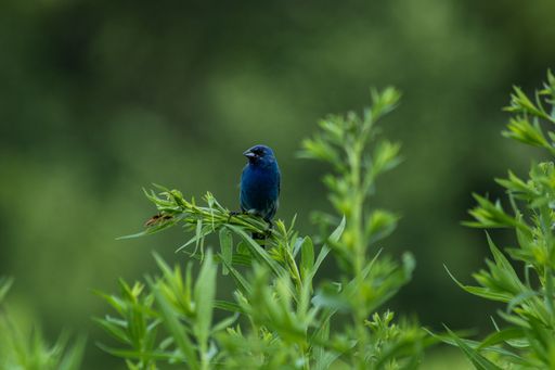 A shallow focus shot of an Indigo bunting bird standing on green grass twig with blurred garden background