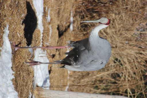 A vertical shot of a gray crane in a field partly covered in snow