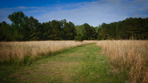 A greenfield path leading to the forest under the blue sky